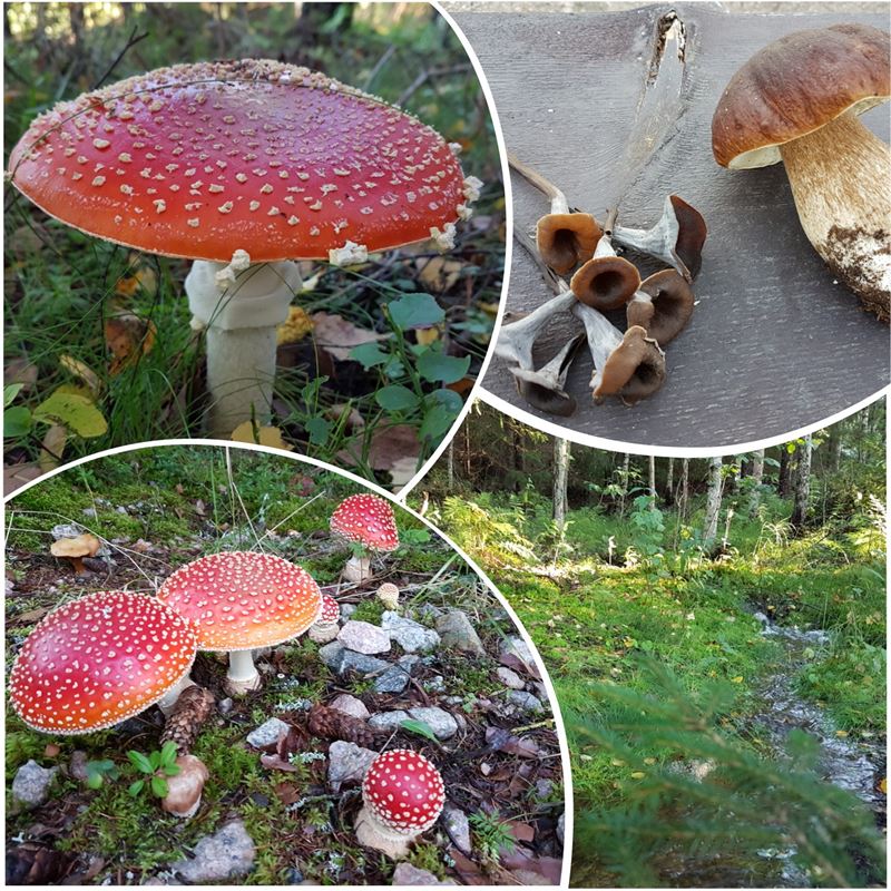 sieniretki